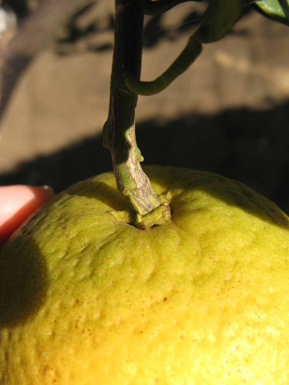            Fruit (Winter Haven, FL)   